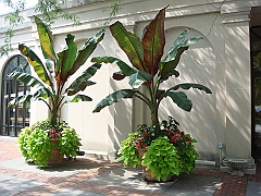 002 Longwood Gardens [2008 August 23]